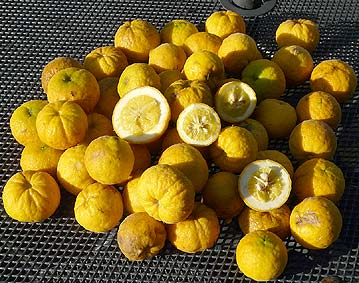 نارنج سه برگ